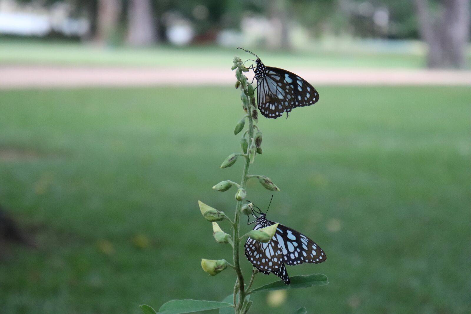 Canon EOS 800D (EOS Rebel T7i / EOS Kiss X9i) sample photo. Butterfly, garden, nature photography