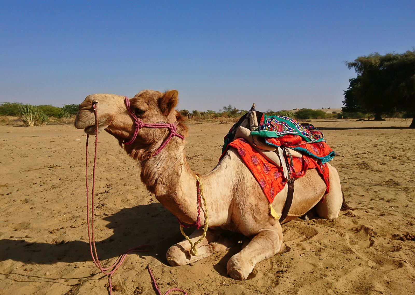 Sony Xperia X sample photo. Camel, dromedary, desert photography