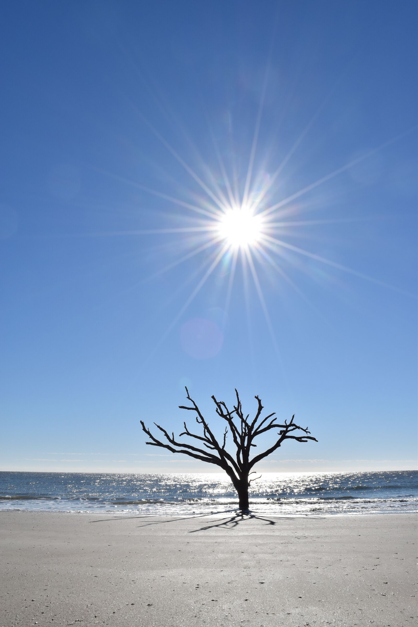 Nikon D5500 sample photo. Sun, tree, ocean photography