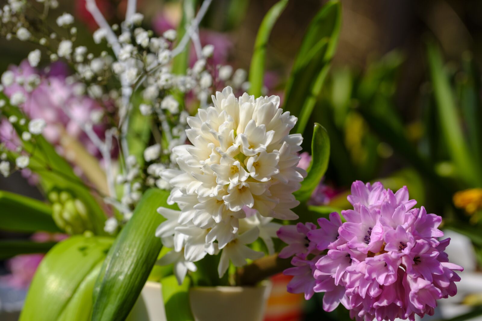 Fujifilm X-T2 + Fujifilm XF 80mm F2.8 R LM OIS WR Macro sample photo. Hyacinth, flowers, spring photography
