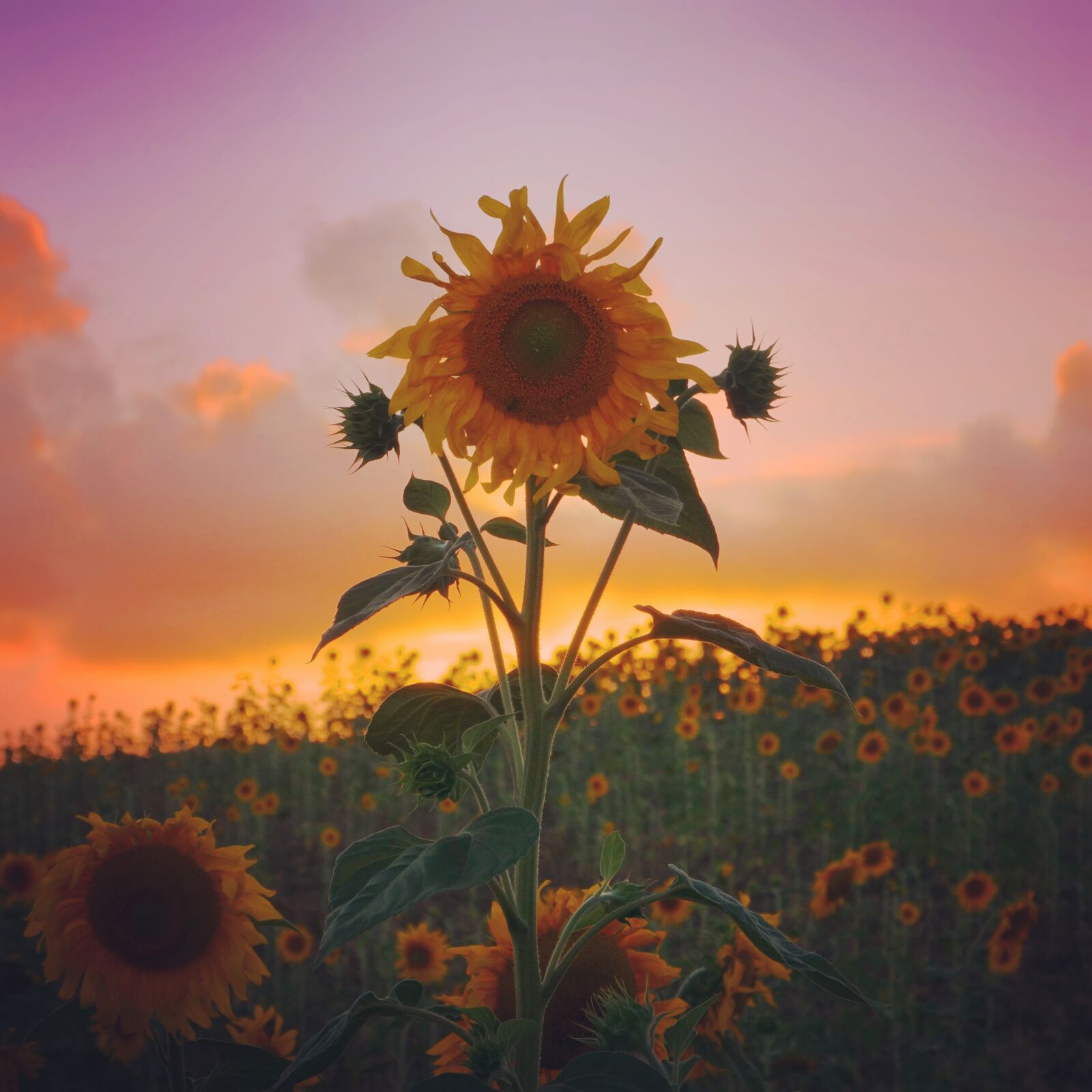 Panasonic Lumix DC-GH5 sample photo. Sunflower, sunset, sunrise photography