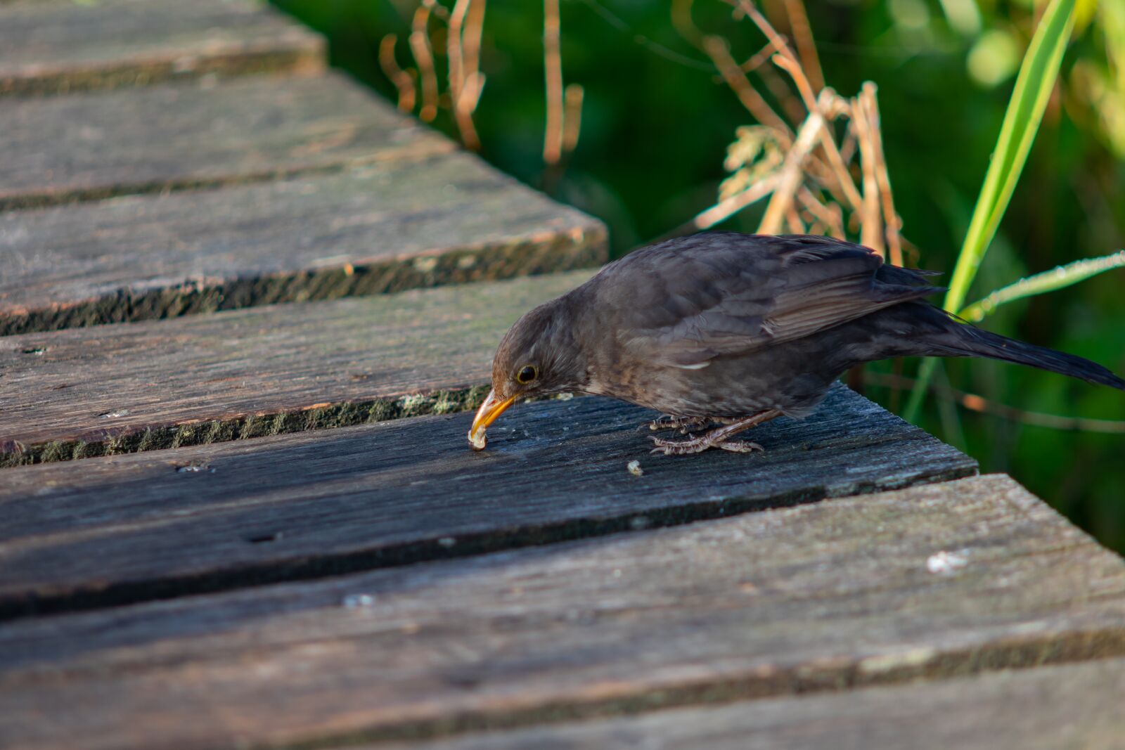 Canon EOS 7D Mark II sample photo. Spring lake, bird, blackbird photography