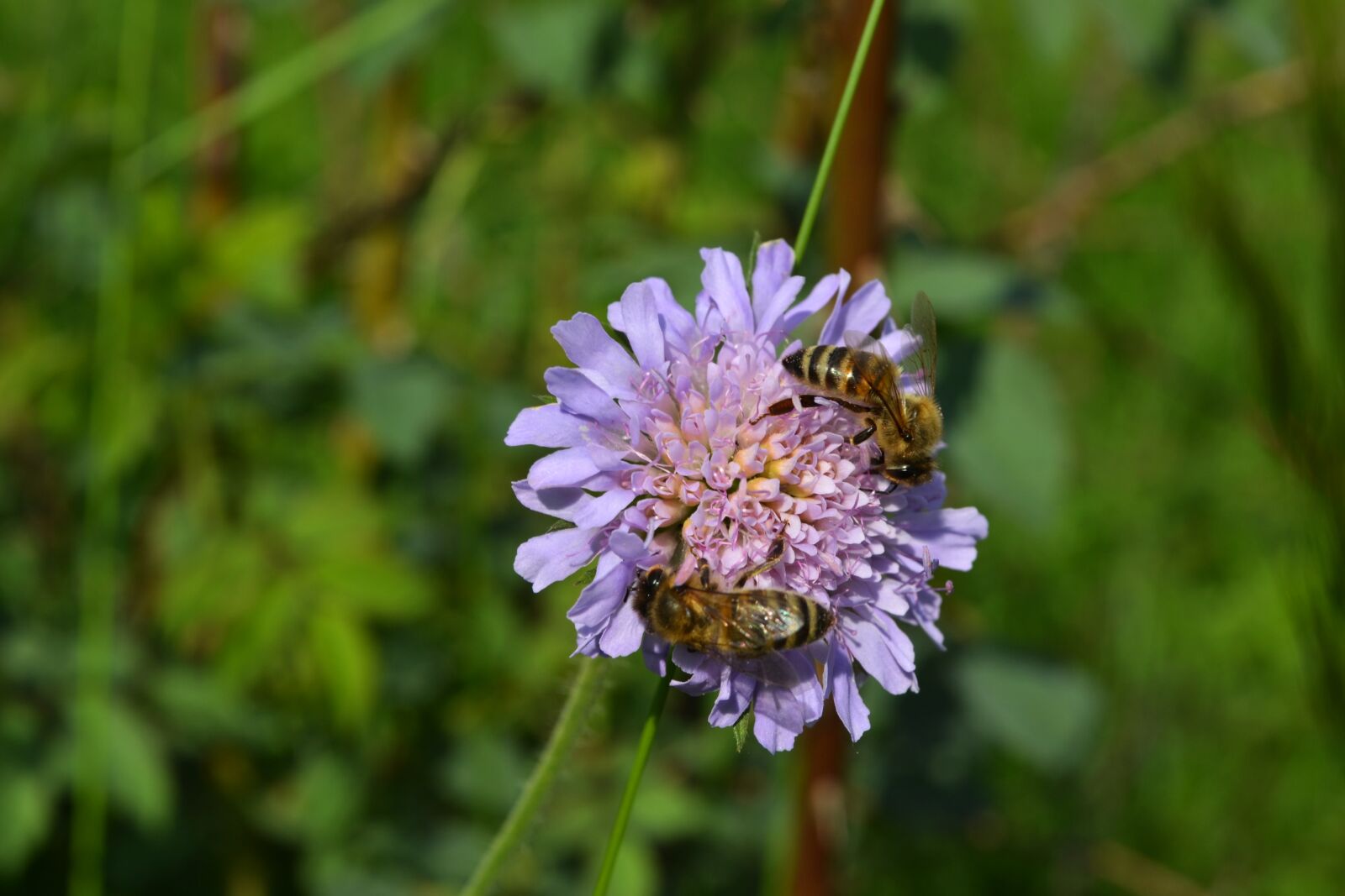 Nikon D3100 sample photo. Flower, purple, bees photography