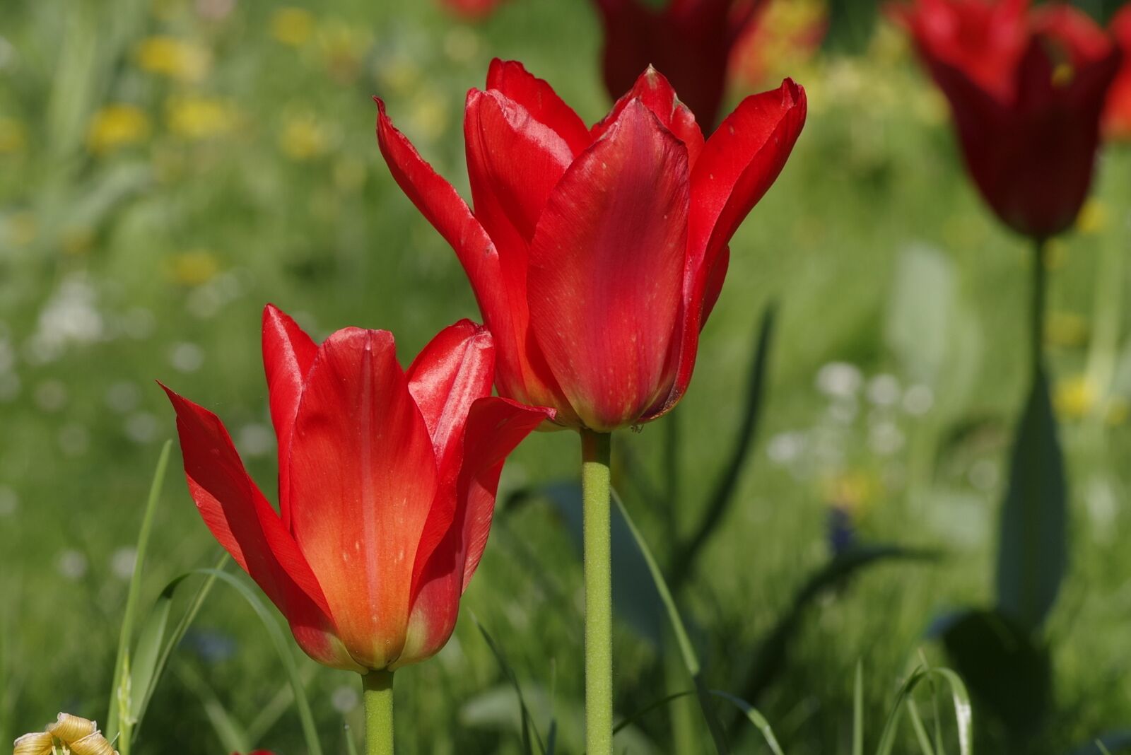 Pentax K-S2 sample photo. Tulips, red, jagged photography