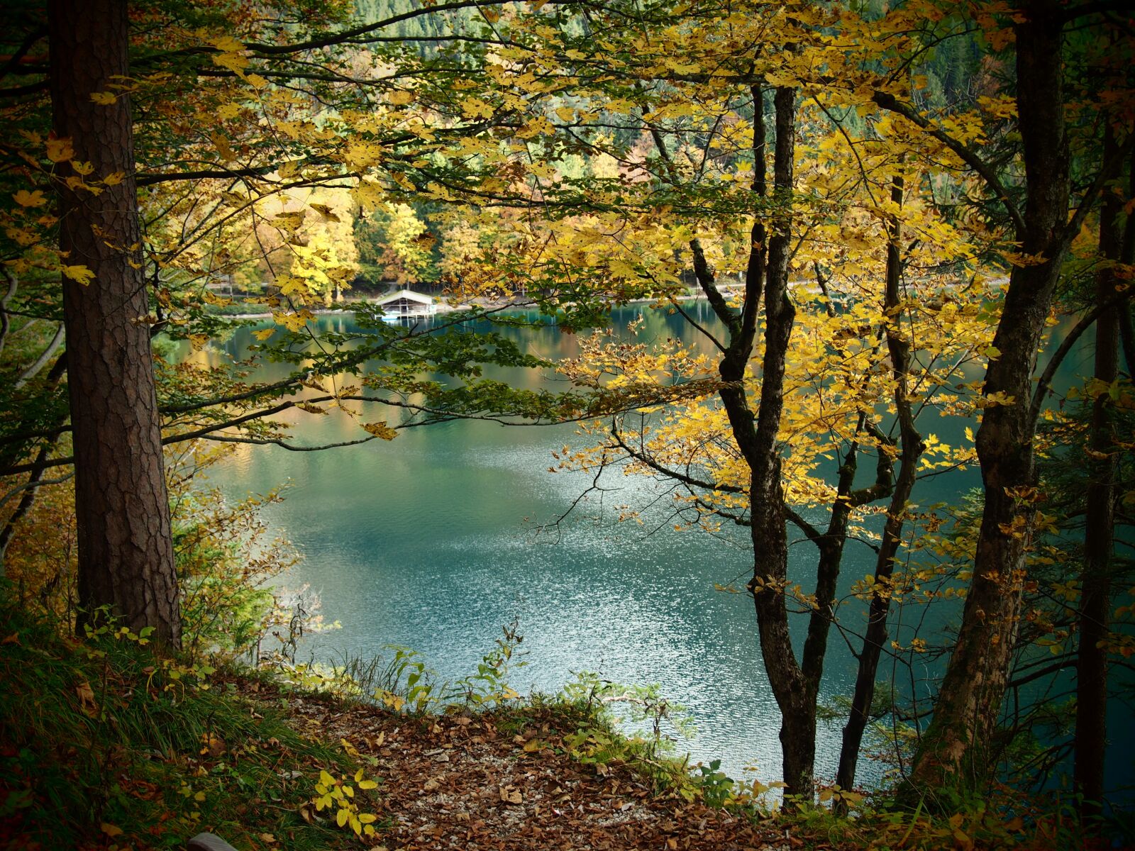 Olympus OM-D E-M10 sample photo. Lake, fall, forest photography