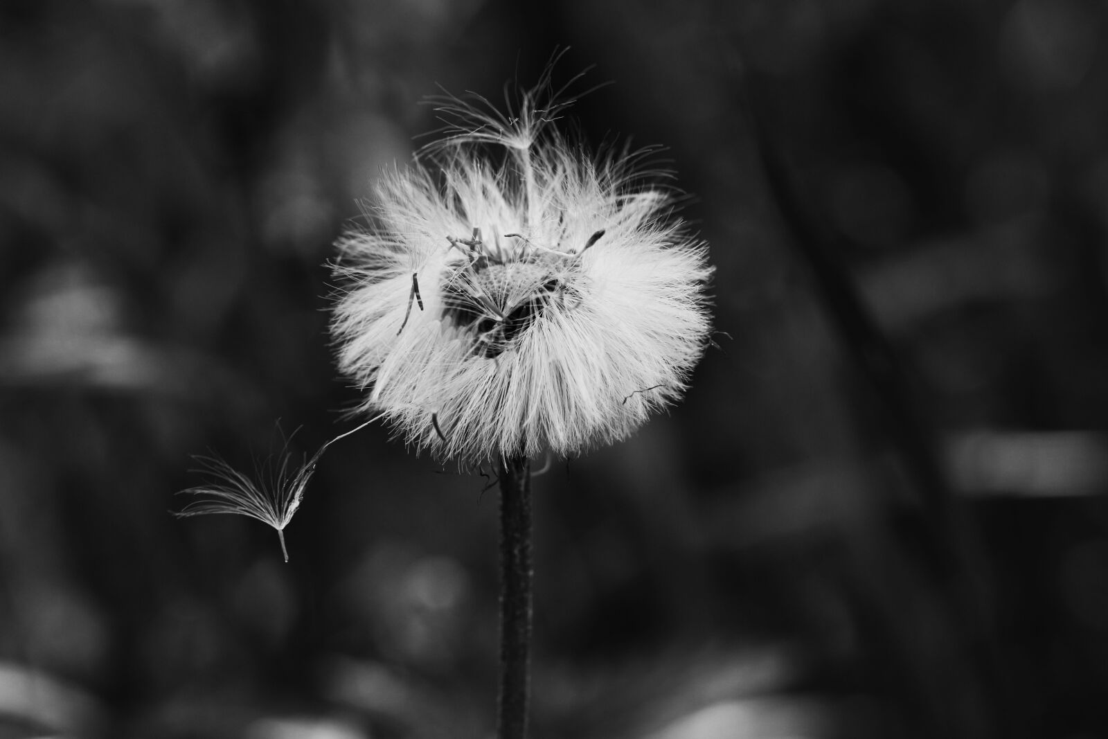 Canon EOS 7D Mark II sample photo. Flower, spring, nature photography