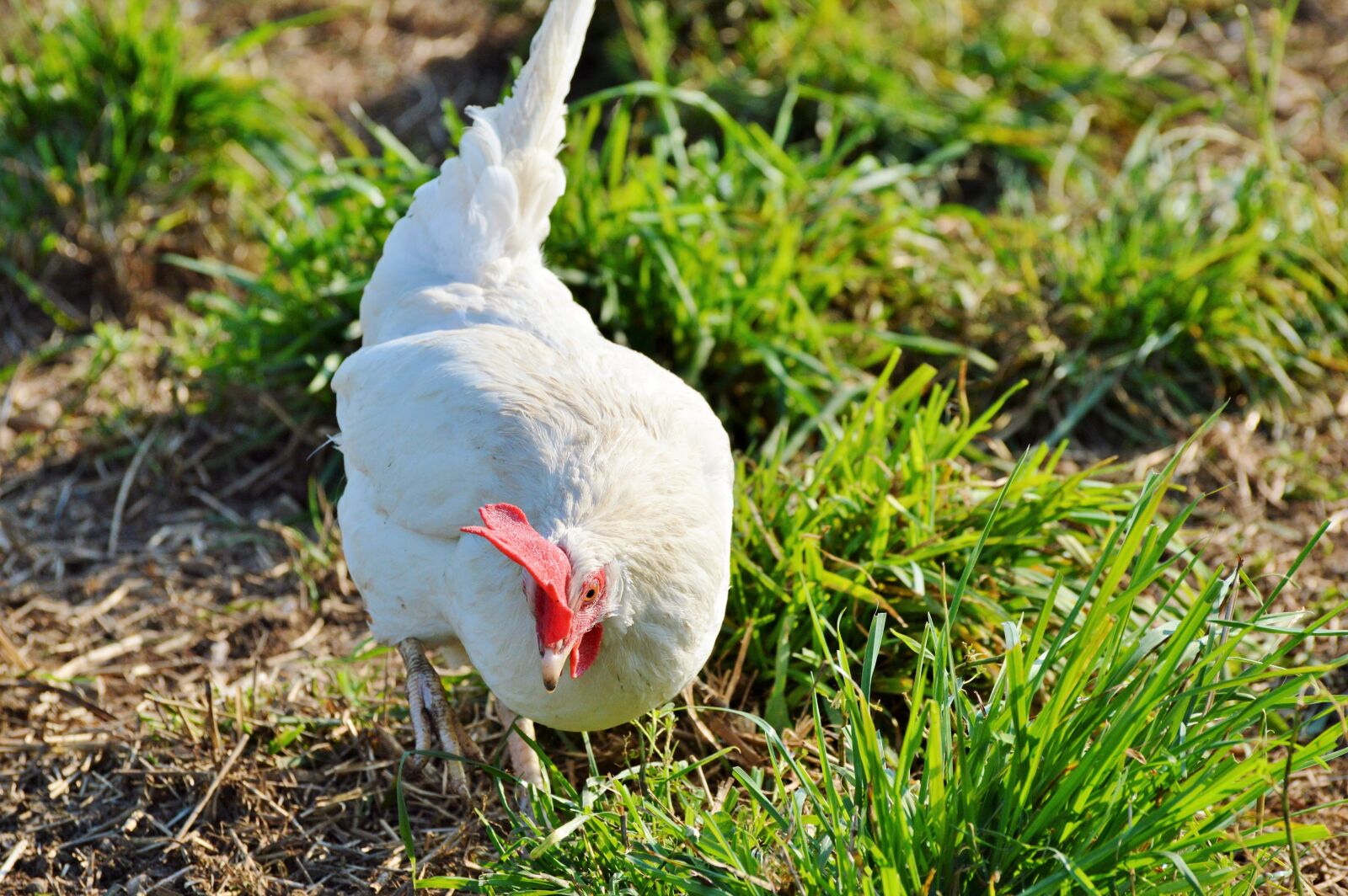Nikon D3200 sample photo. Chicken, hen, poultry photography