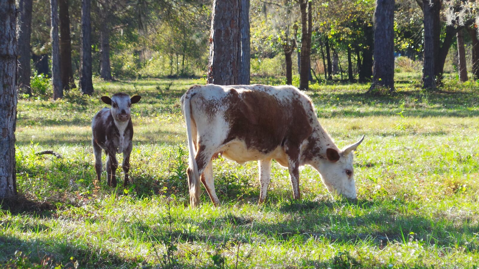 Samsung Galaxy Camera (Wi-Fi) sample photo. Cow, calf, cracker photography