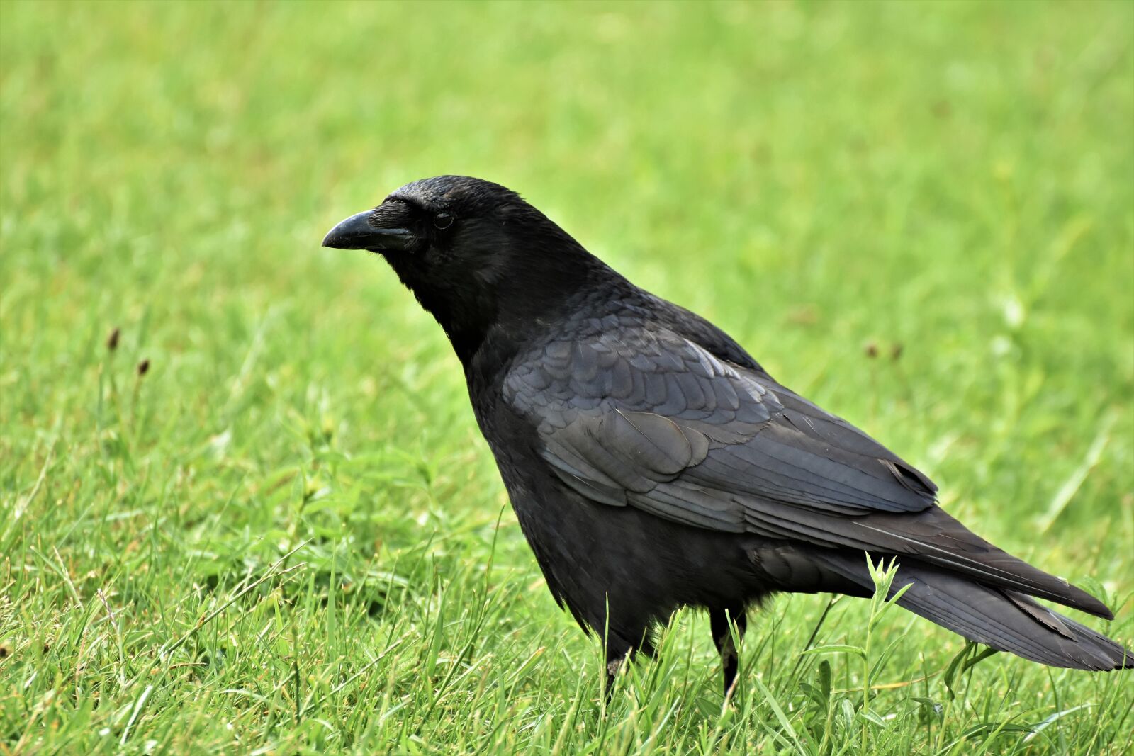 Nikon D7200 sample photo. Raven, crow, raven bird photography