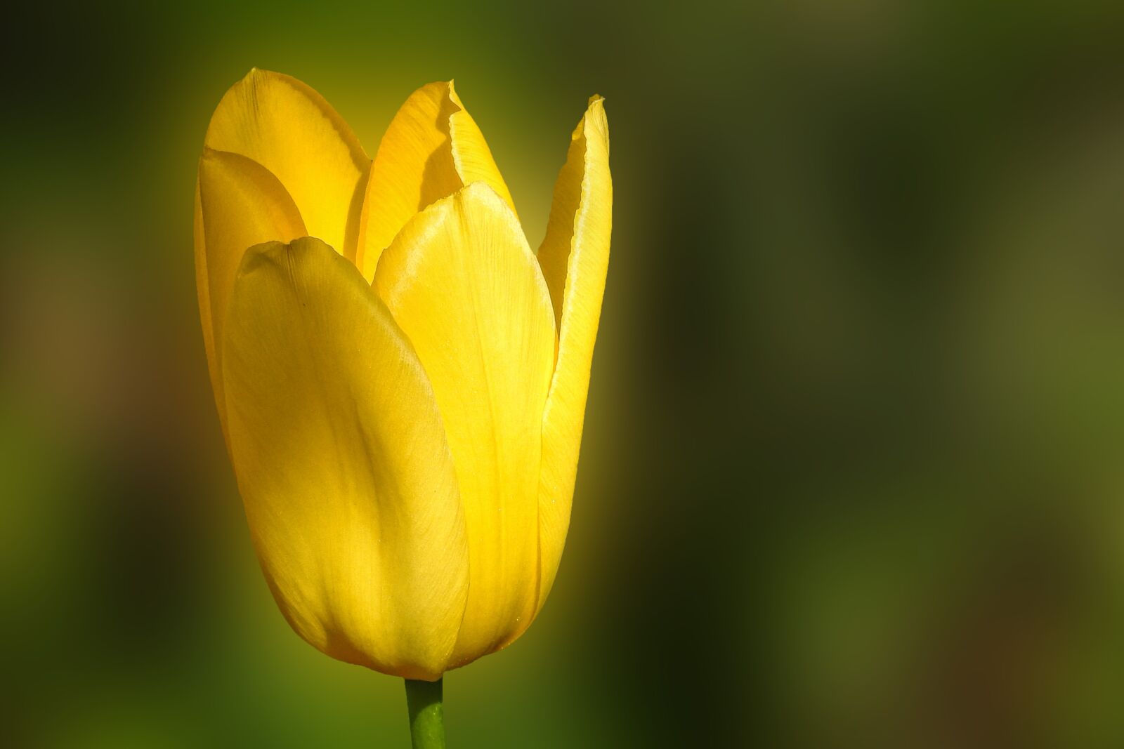 Nikon Coolpix P900 sample photo. Tulip, nature, flower photography