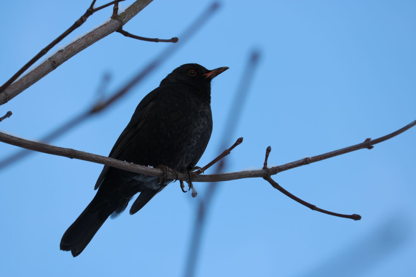 Canon EOS 750D (EOS Rebel T6i / EOS Kiss X8i) sample photo. Blackbird, male, branch photography