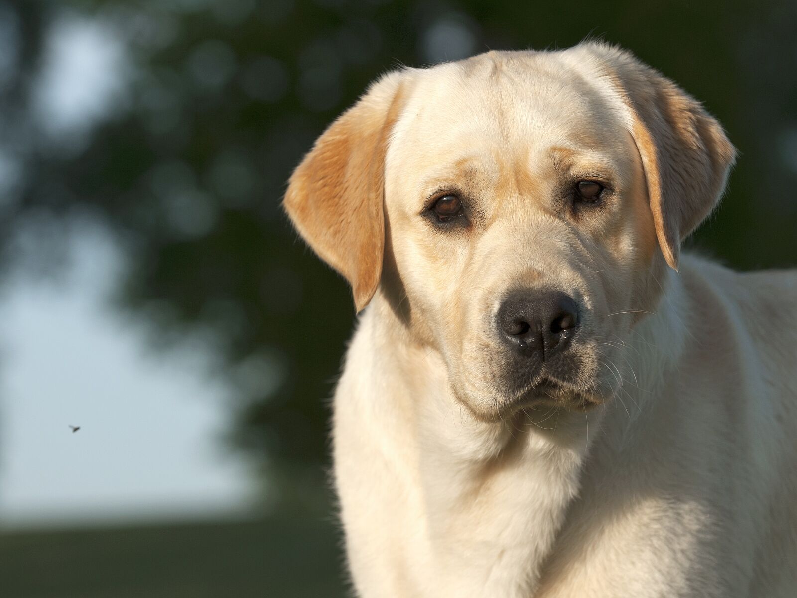 Nikon D3 sample photo. Dog, pet, cute photography