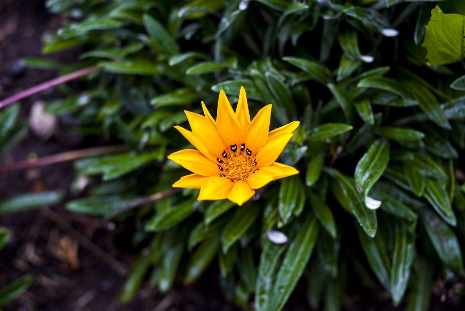 Nikon D60 sample photo. Nature, plant, leaf photography