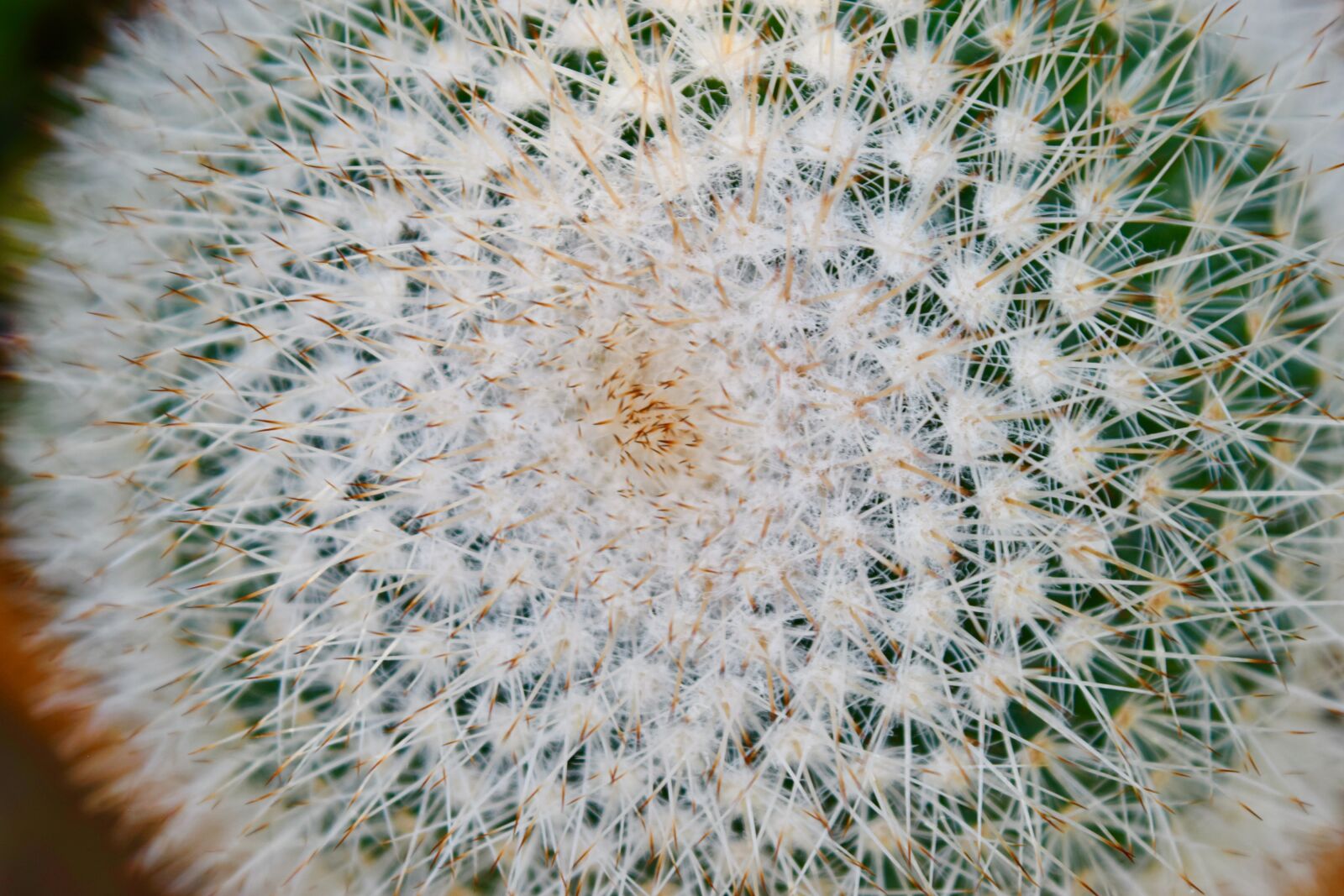 Nikon D3300 sample photo. Plant, cactus, spike photography