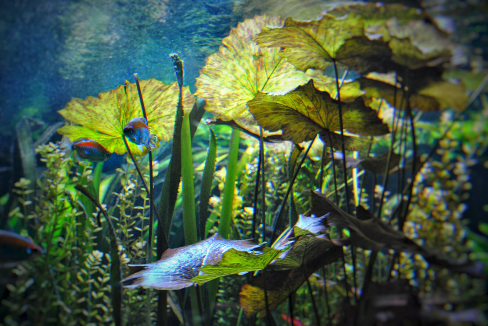 Nikon D3000 sample photo. Underwater world, diving, fish photography