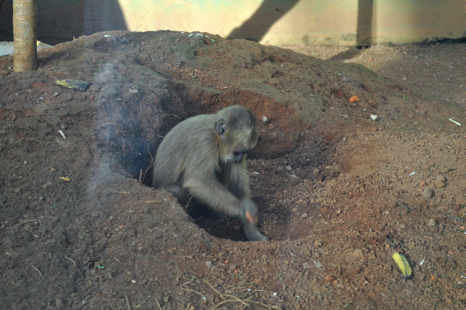 Nikon D5000 sample photo. Monkey, digs, earth photography