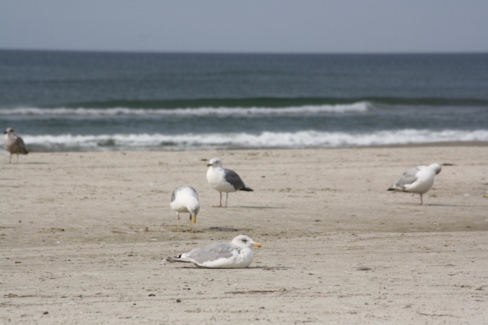 Canon EOS 1000D (EOS Digital Rebel XS / EOS Kiss F) sample photo. Gulls, beach, sea photography