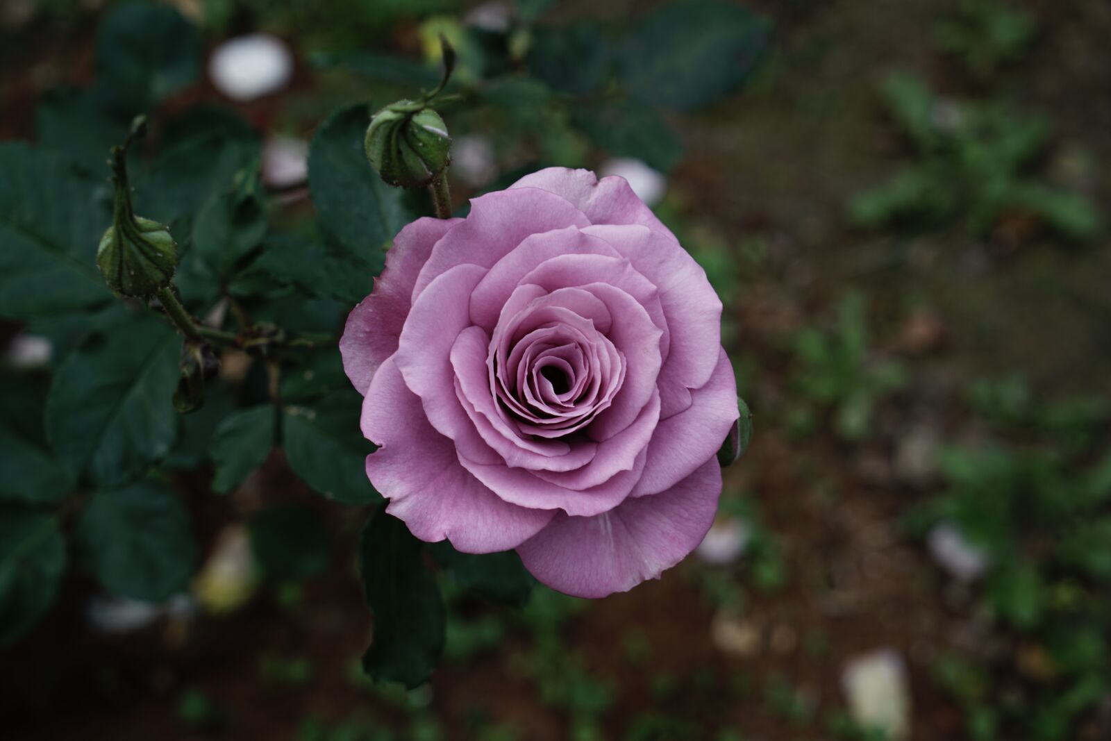 Sony a7R II + Sony Vario Tessar T* FE 24-70mm F4 ZA OSS sample photo. Rose, flower, petal photography