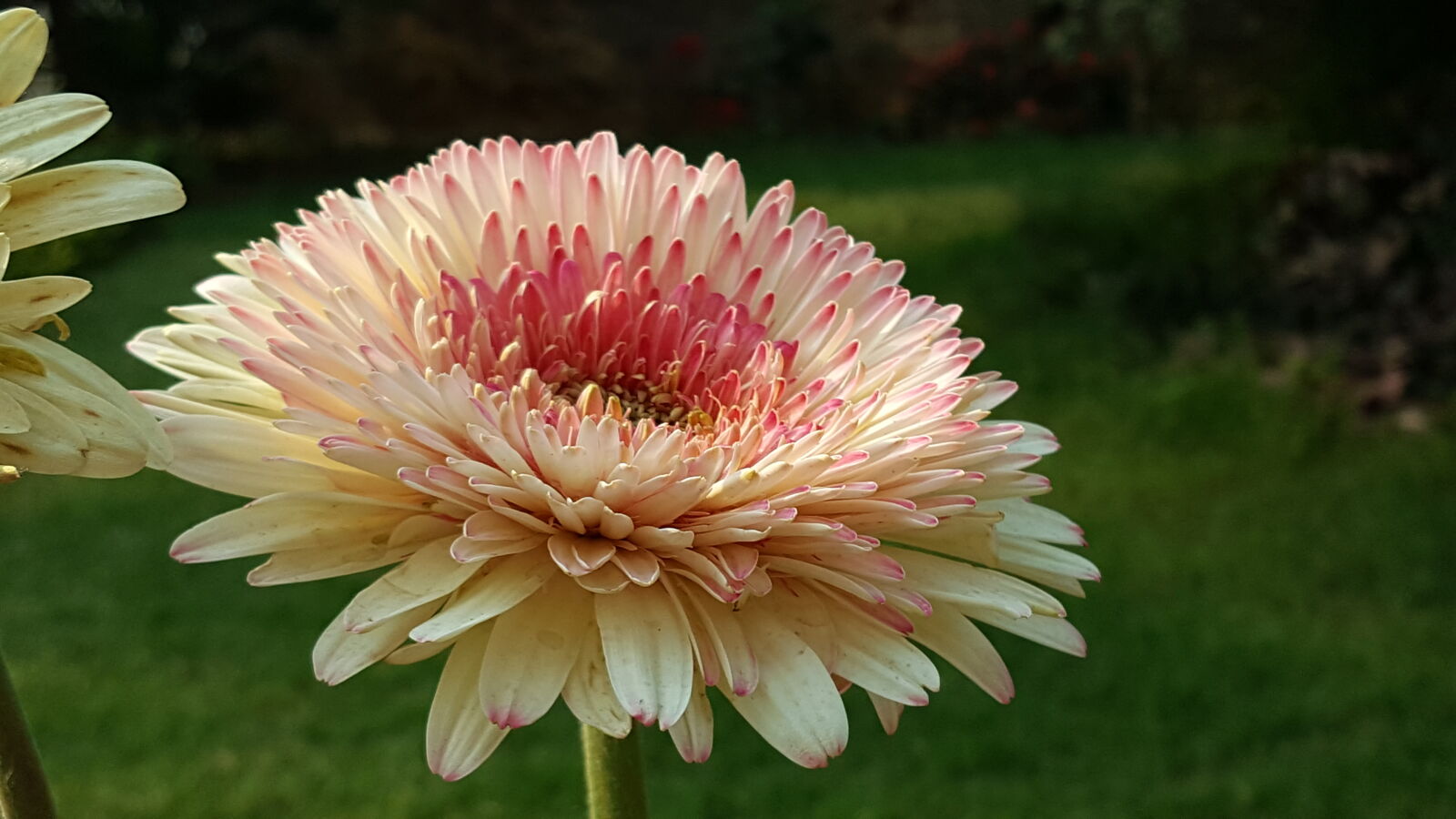 Samsung Galaxy Note5 sample photo. Winter, blossom photography