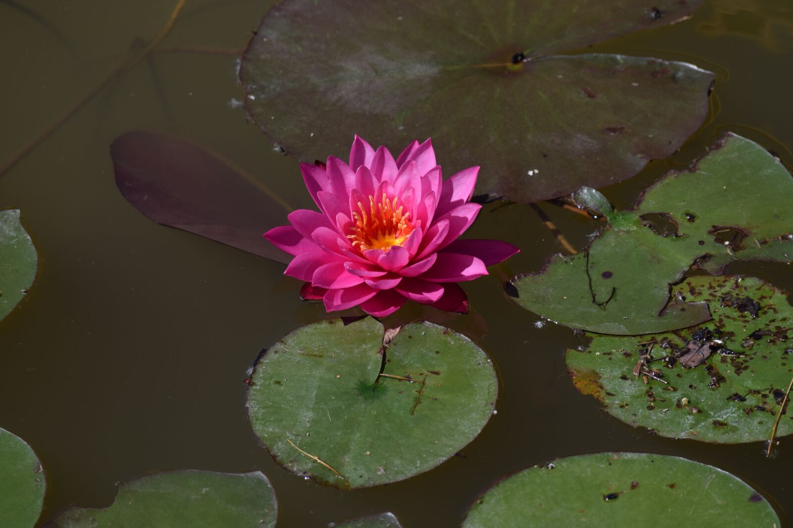 Nikon D3300 sample photo. Flower, water, bloom photography