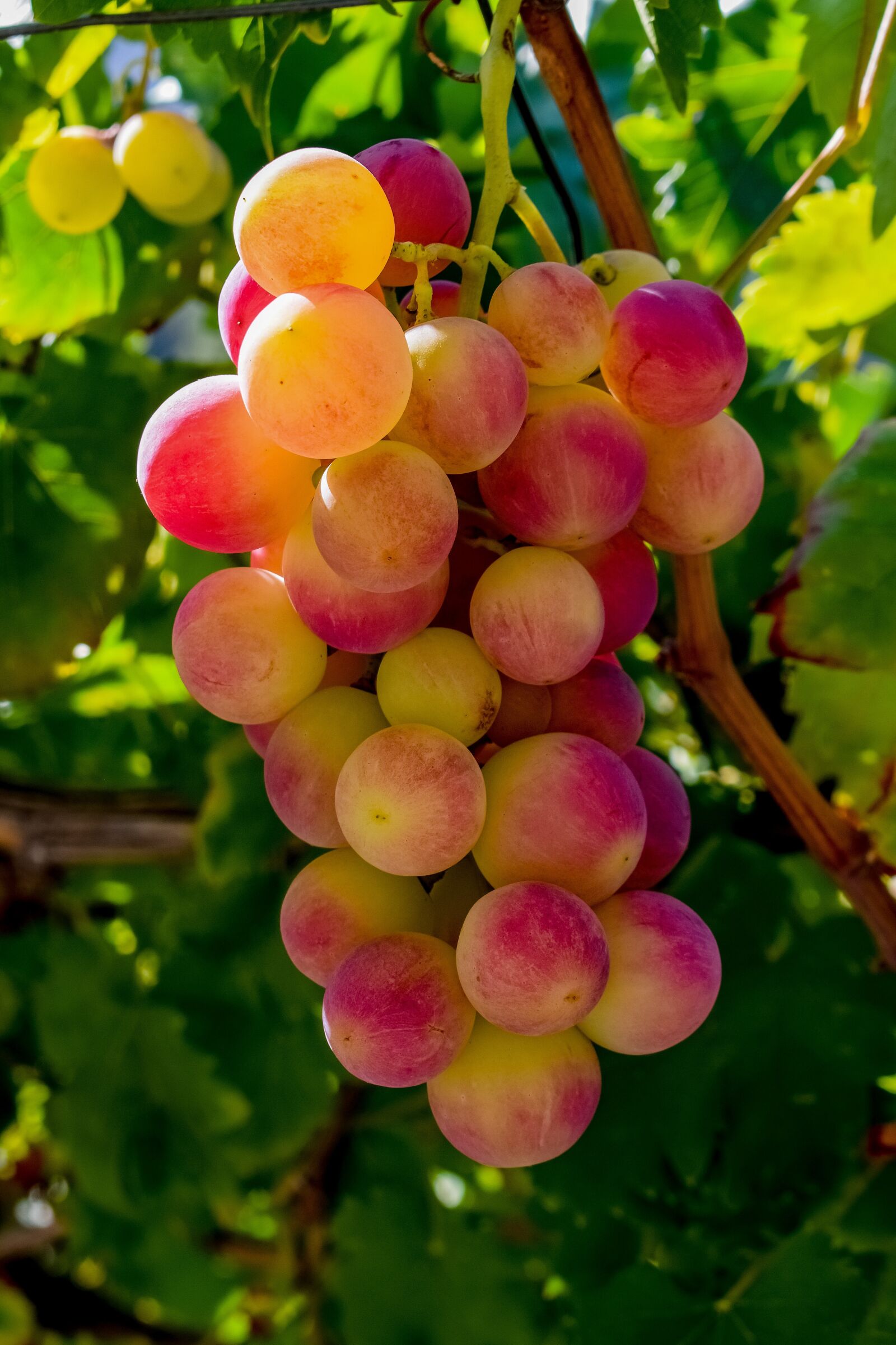 Nikon D3300 sample photo. Grape, vineyard, fruit photography