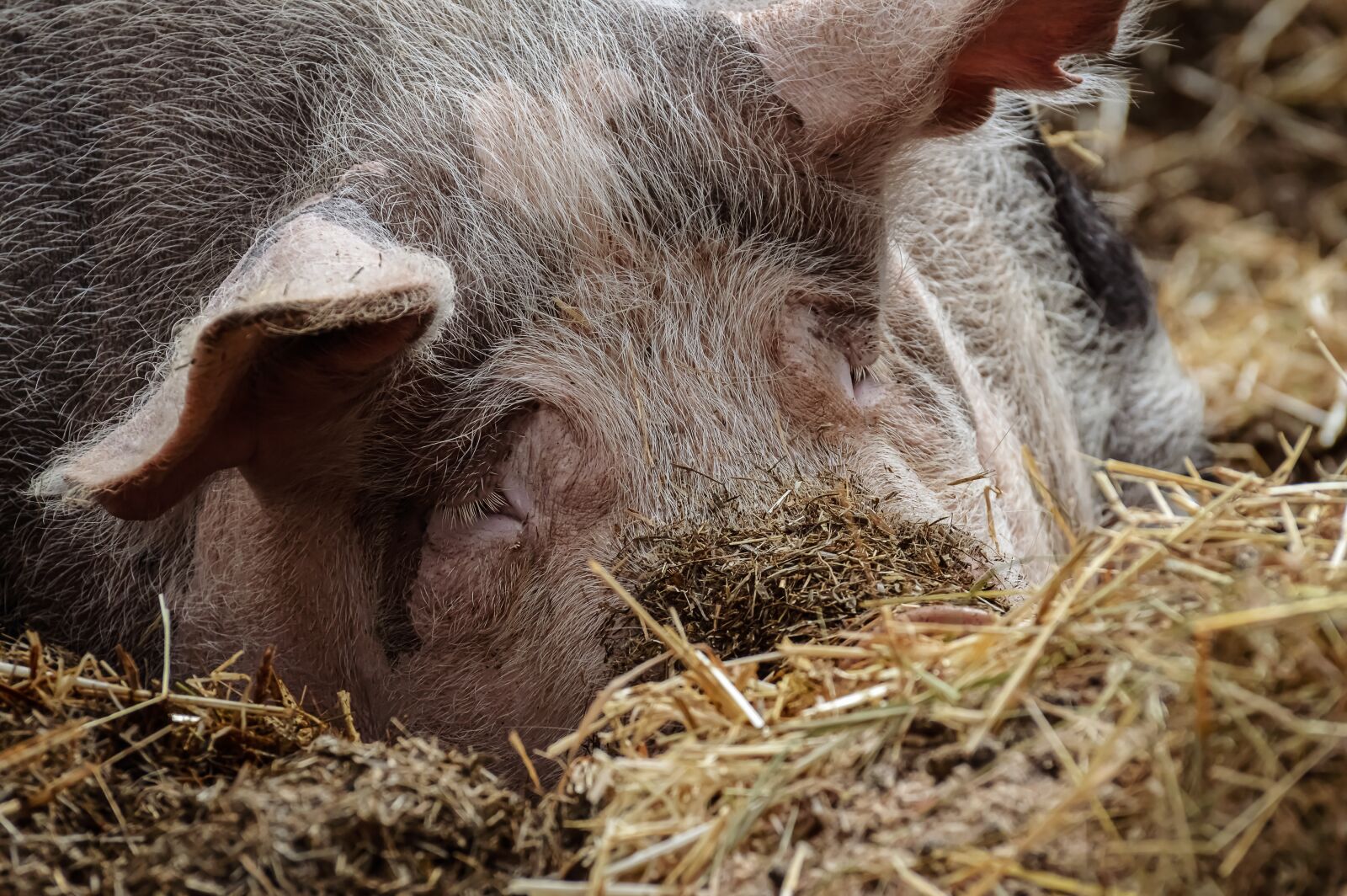Nikon D3200 sample photo. Pig, farm, animal photography