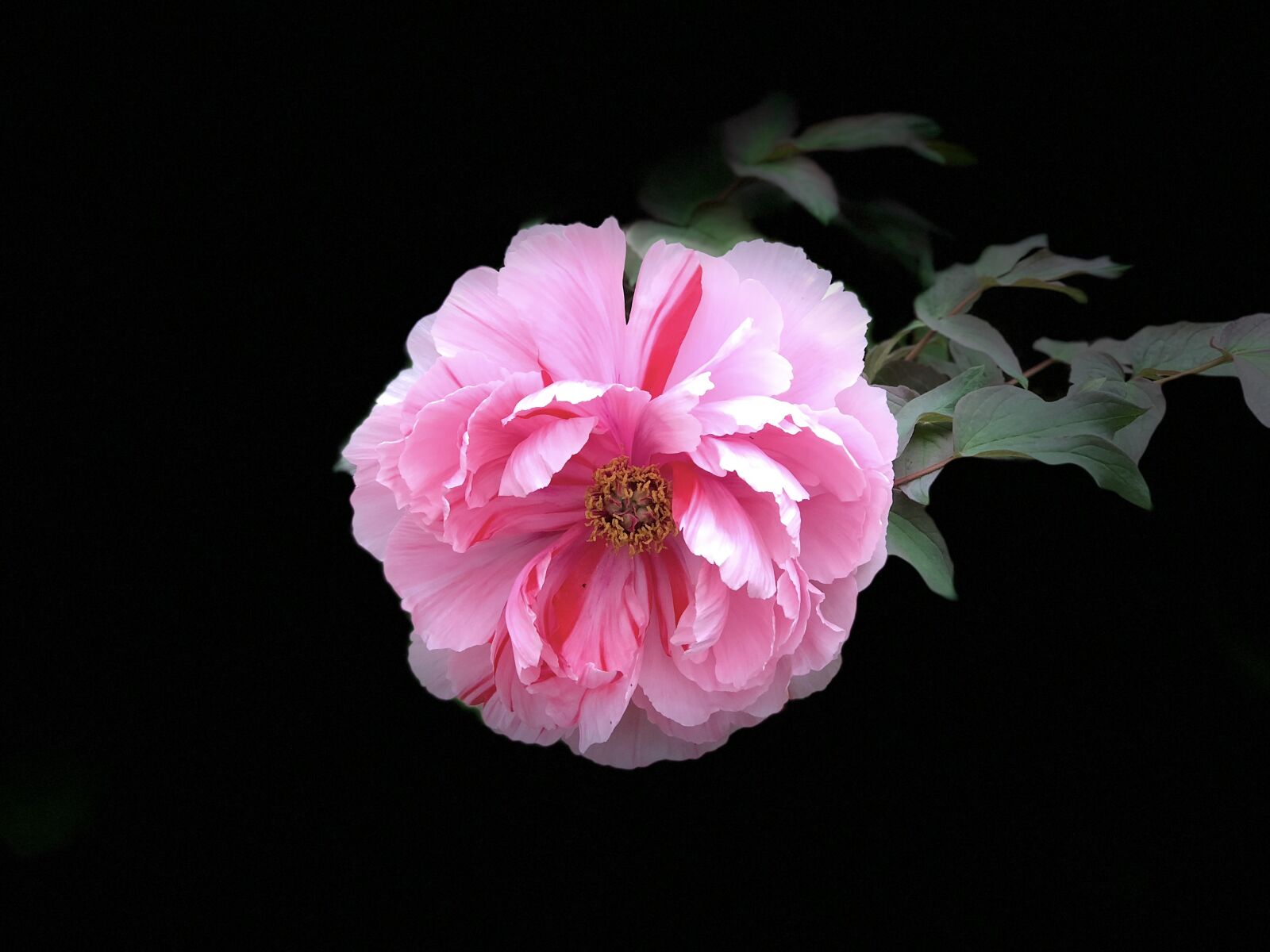iPhone 8 Plus back dual camera 6.6mm f/2.8 sample photo. Flower, petal, plant photography
