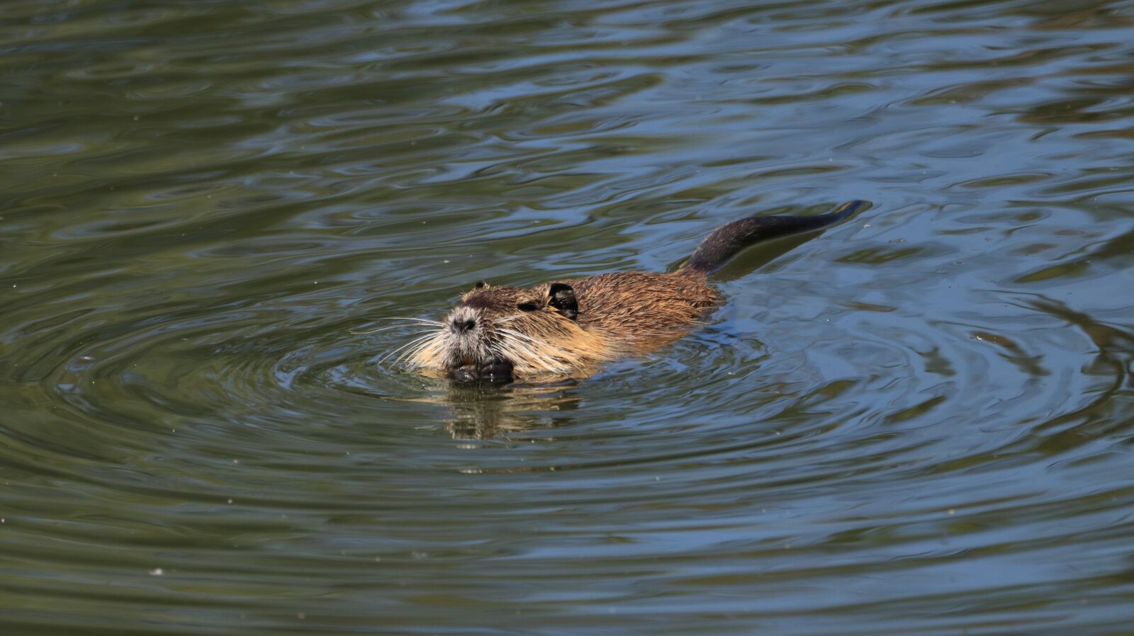 150-600mm F5-6.3 DG OS HSM | Contemporary 015 sample photo. Nutria, lake, water photography