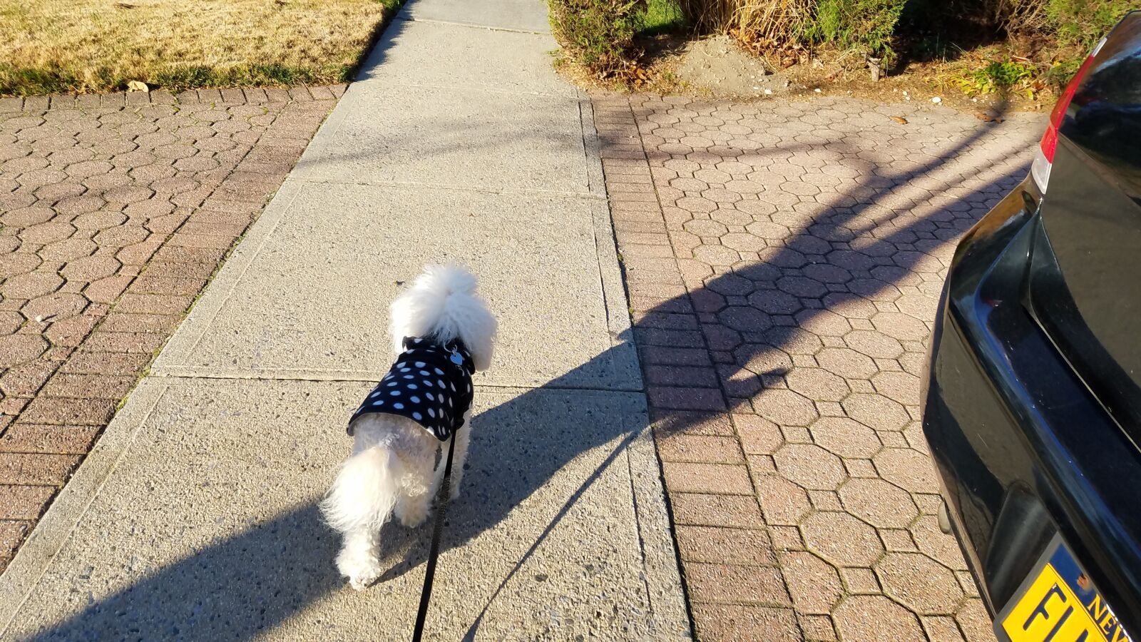 Samsung Galaxy S7 Edge sample photo. White dog, dog, cute photography