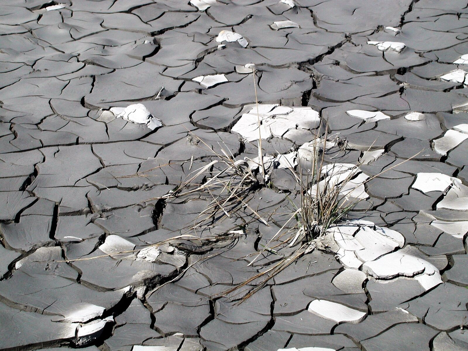 Olympus C3030Z sample photo. Drought, dry grass, mud photography