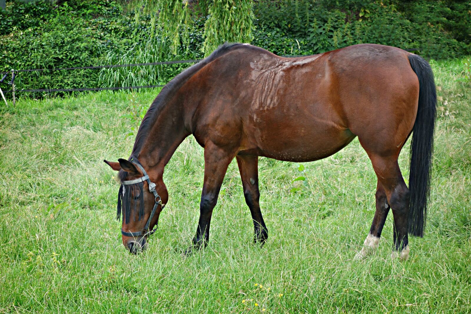 Sony Cyber-shot DSC-RX100 sample photo. Horse, mare, animal photography