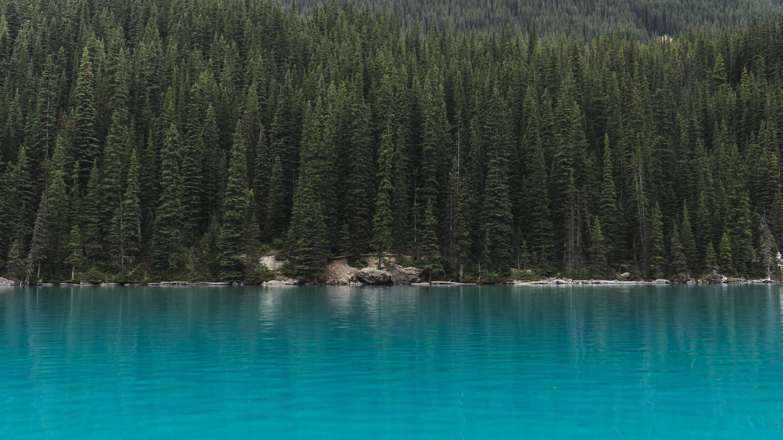 Sony a7 + Sony FE 28-70mm F3.5-5.6 OSS sample photo. Conifer, evergreen, forest photography
