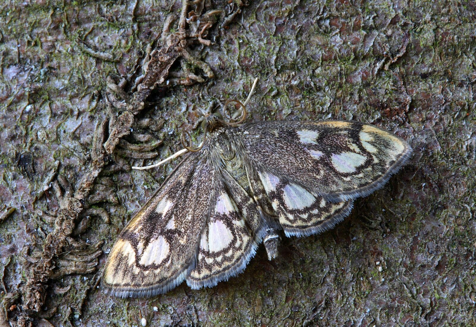 Canon EOS 400D (EOS Digital Rebel XTi / EOS Kiss Digital X) sample photo. Moth, macro, insect photography