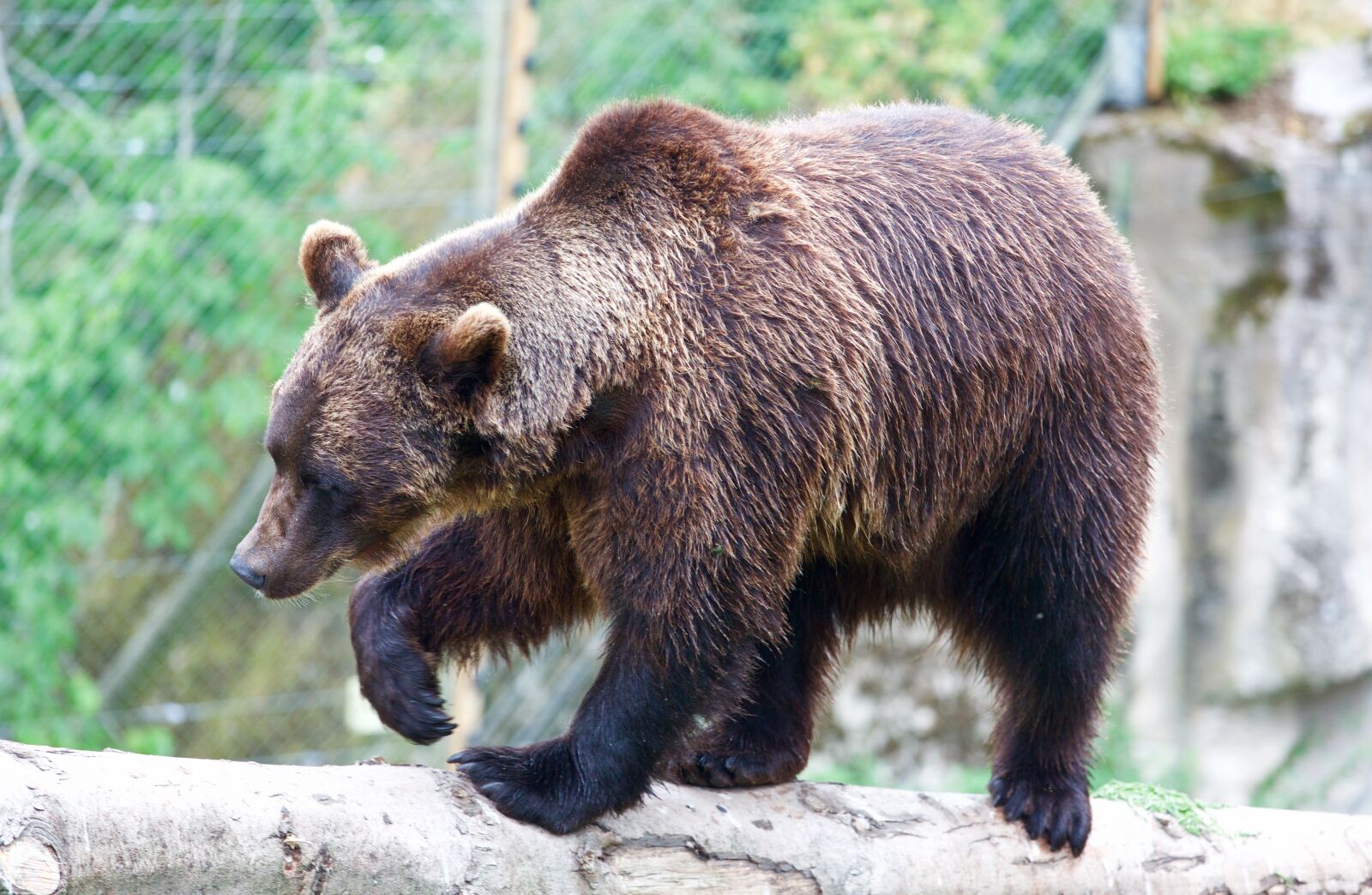 Canon EOS 5D Mark III sample photo. Bear, wild animal, wild photography
