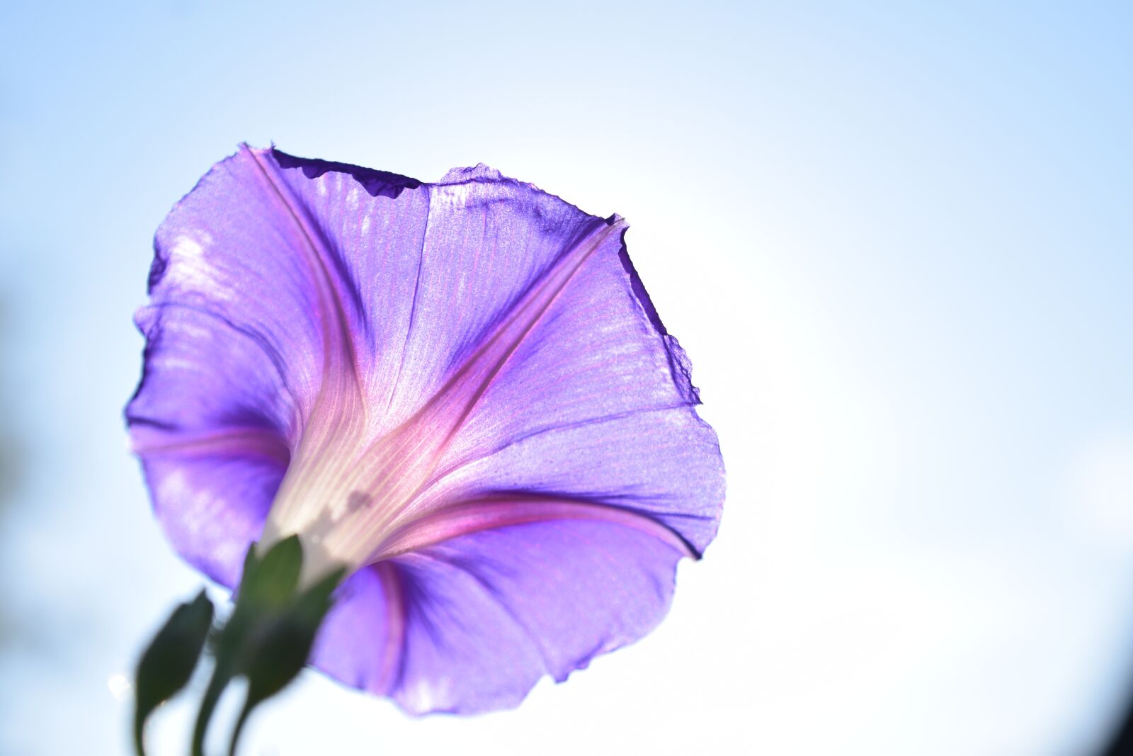 Nikon D3300 sample photo. Frail, flower, morning glory photography