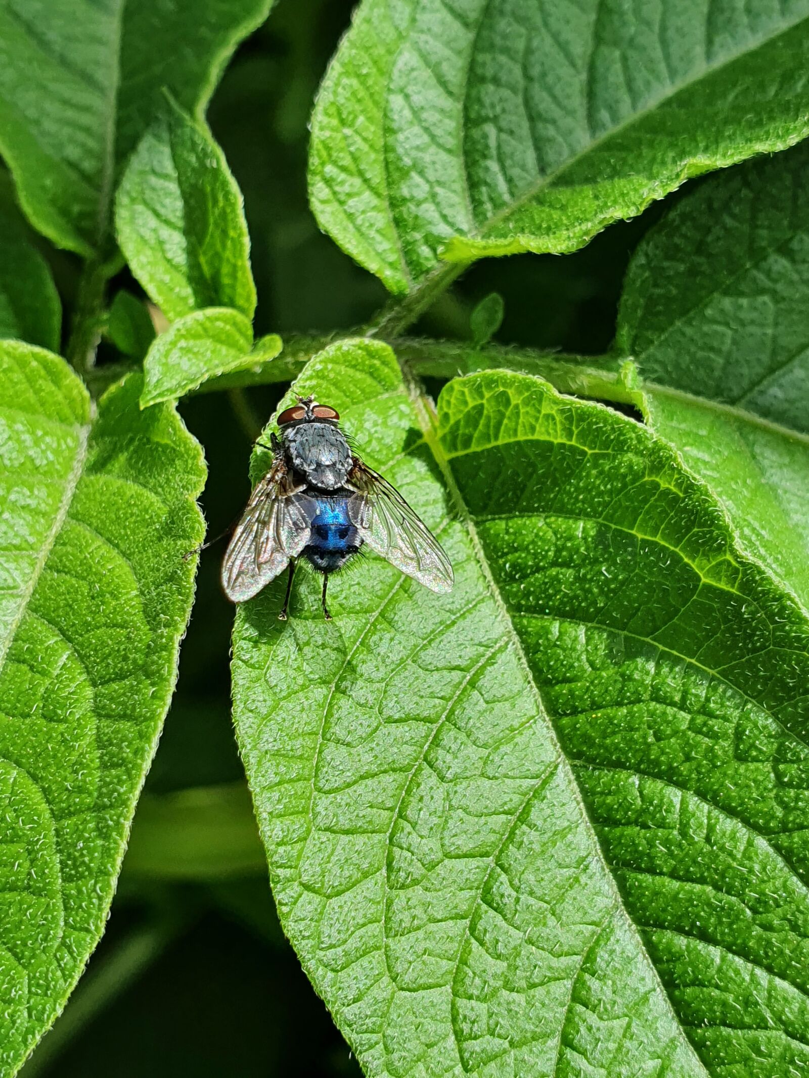 Samsung Galaxy S10 sample photo. Sample, foliage, grain photography