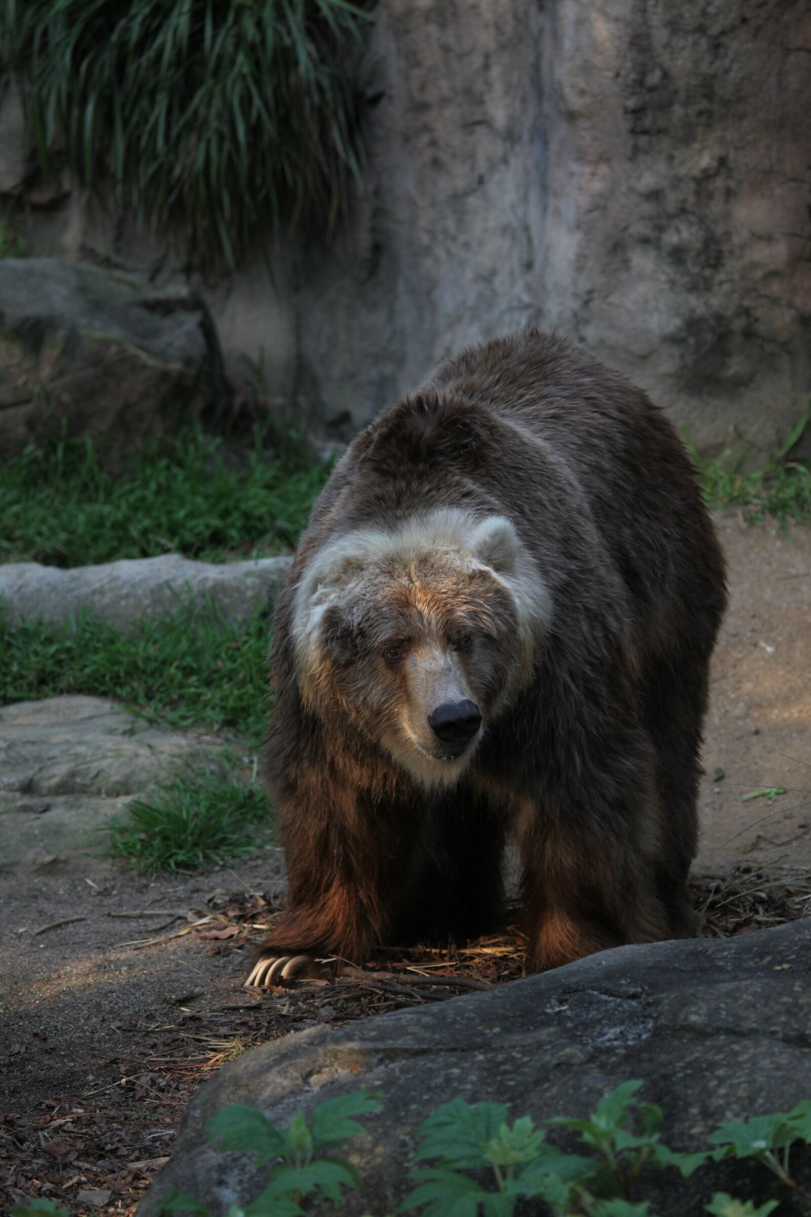 Canon EOS 5D Mark II sample photo. Bear, big, wildlife photography