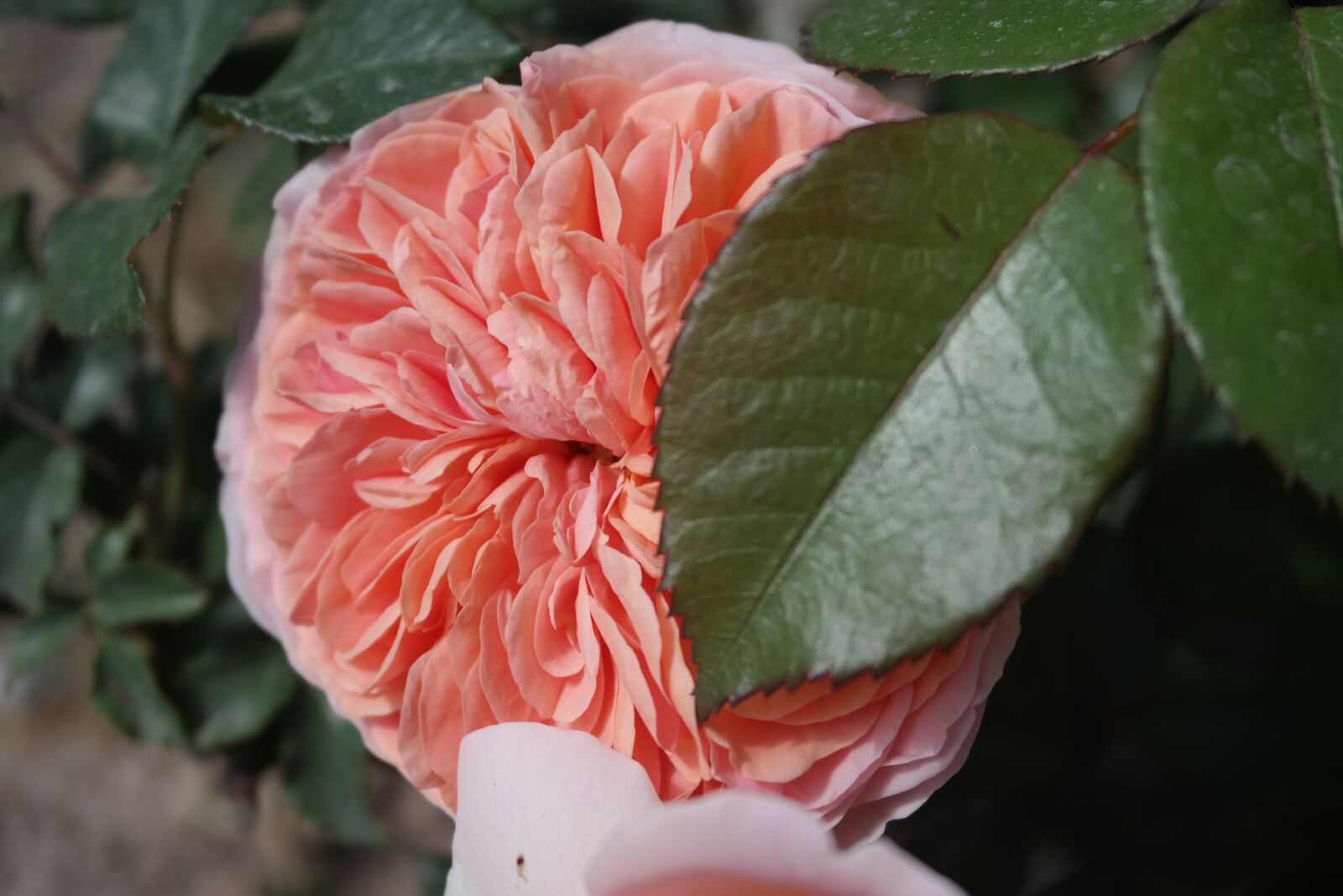 Samsung NX300 sample photo. Garden, rose, tea rose photography