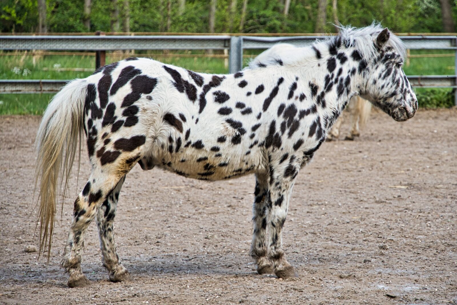 Sony a6400 sample photo. Ponyhof, pony, baroque horse photography