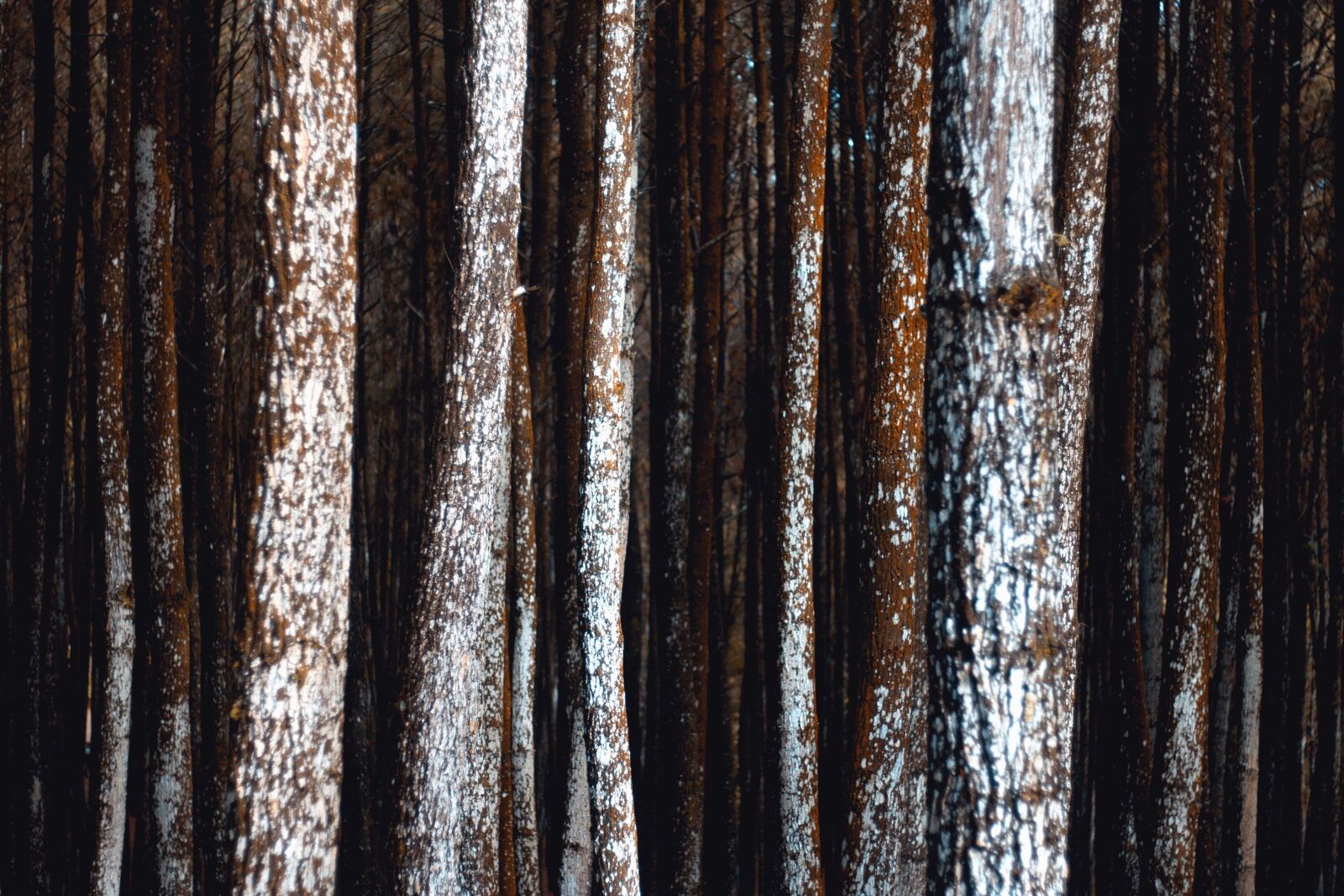 Canon EOS 60D sample photo. Texture, pine, material, wood photography