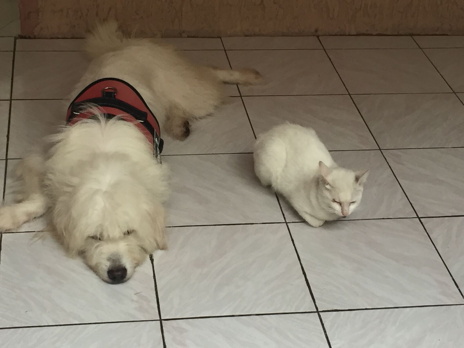 iPhone 6 back camera 4.15mm f/2.2 sample photo. White pets, dogs, cats photography