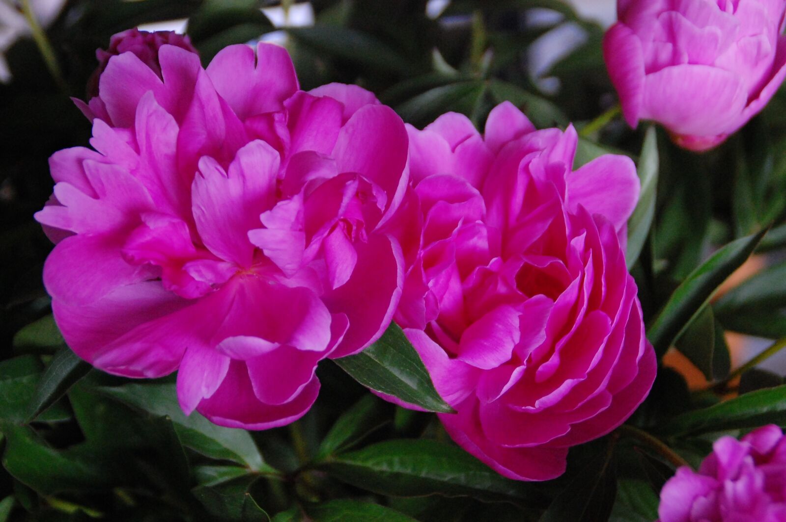 Nikon D40 sample photo. Peonies, rosa, flowers photography