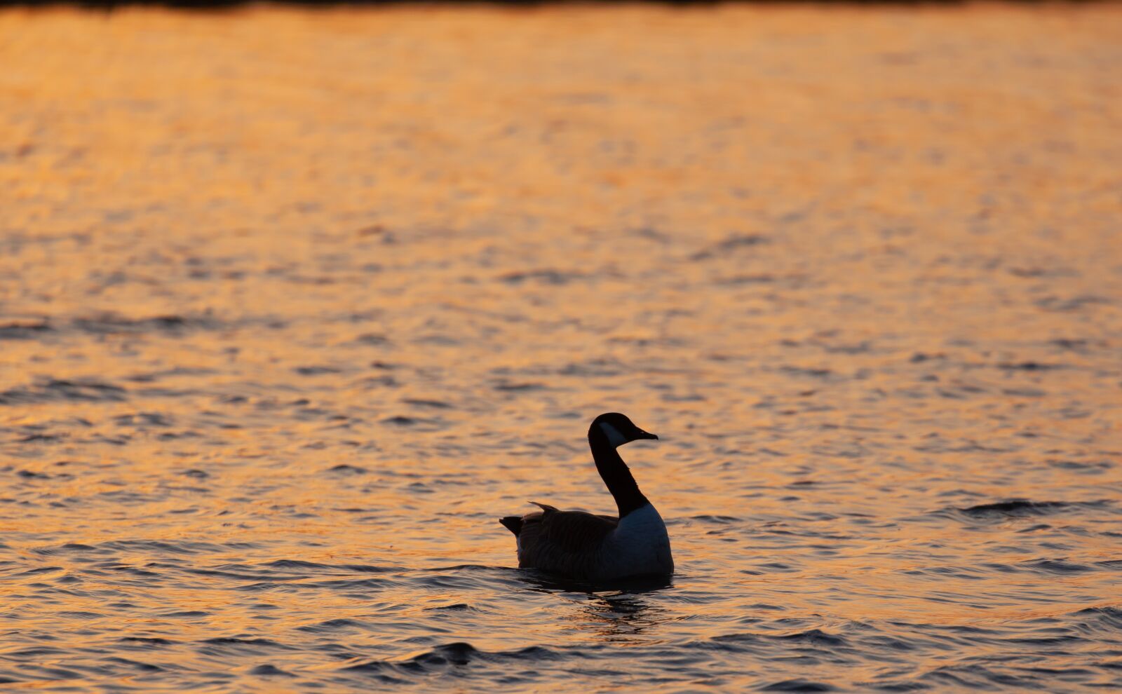 Canon EOS 5D Mark II sample photo. Goose, waterfowl, sunrise photography