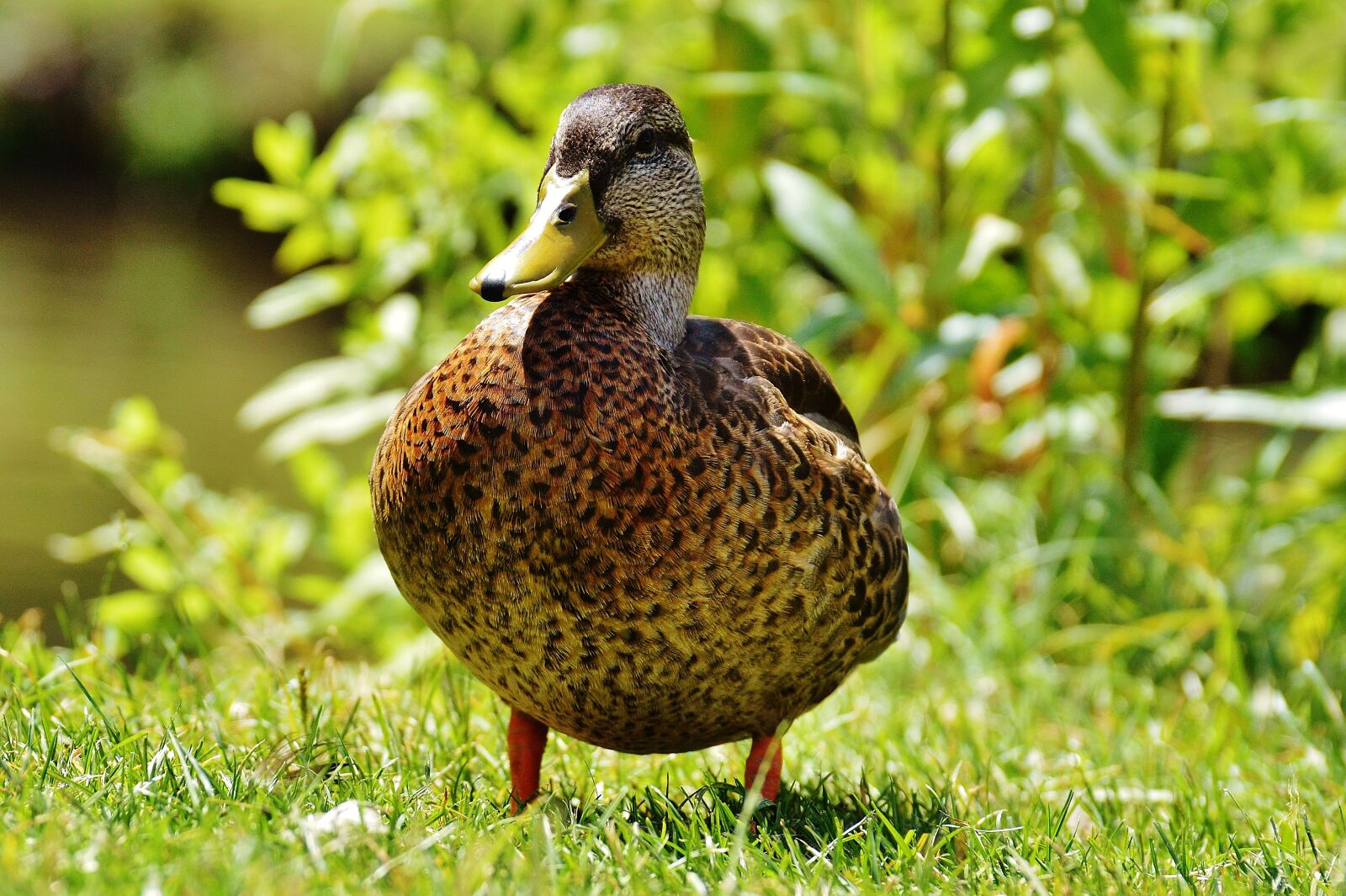 Nikon D3200 sample photo. Duck, water bird, poultry photography