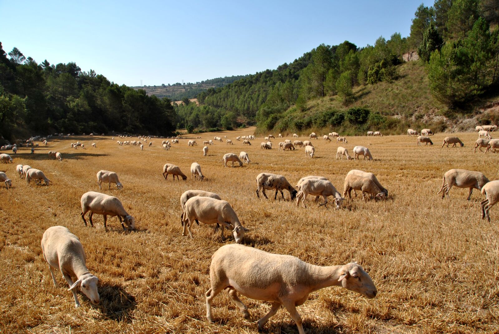 Nikon D3000 sample photo. Sheep, goat, nature photography