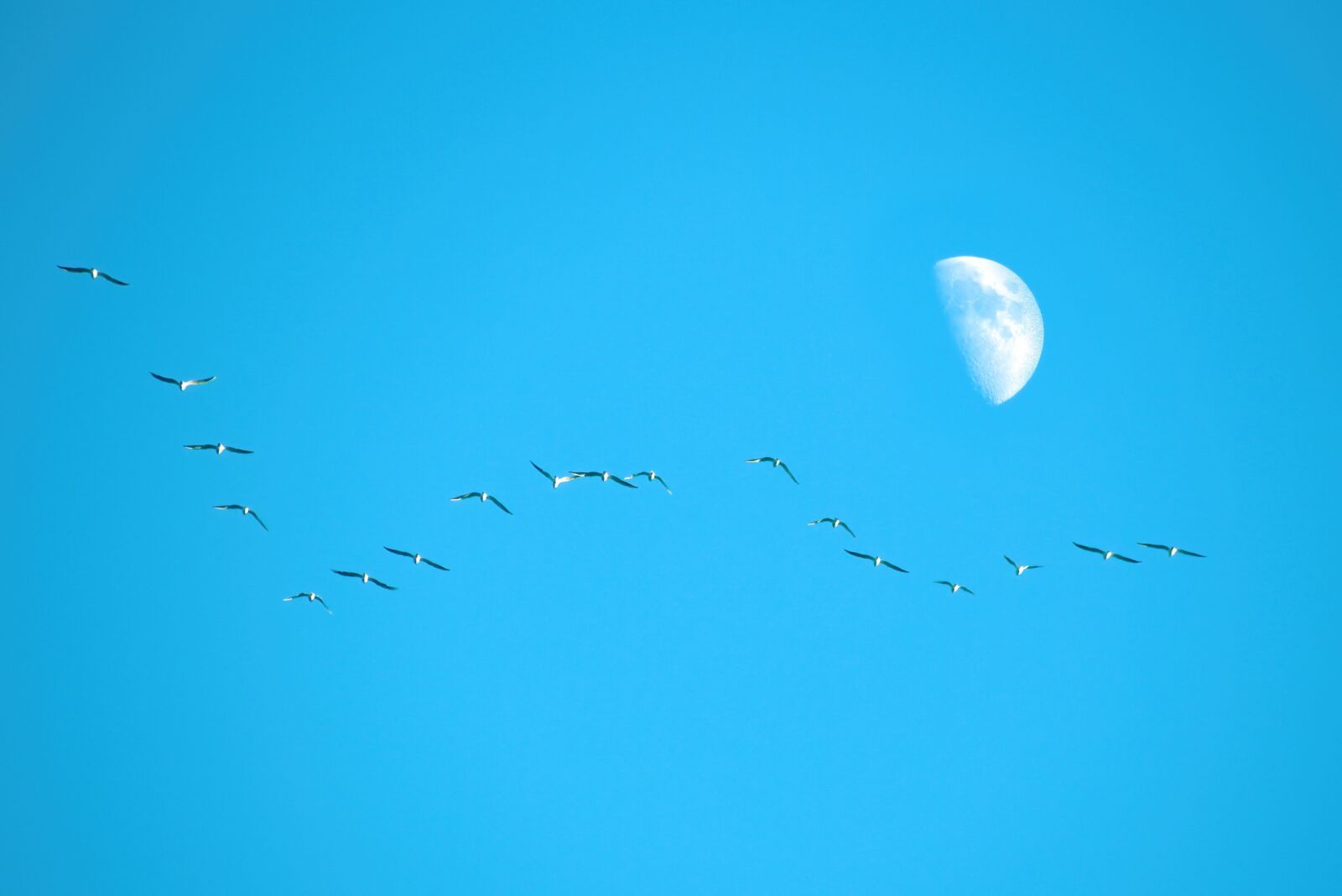 Canon EOS 700D (EOS Rebel T5i / EOS Kiss X7i) sample photo. Bird, background, sky photography
