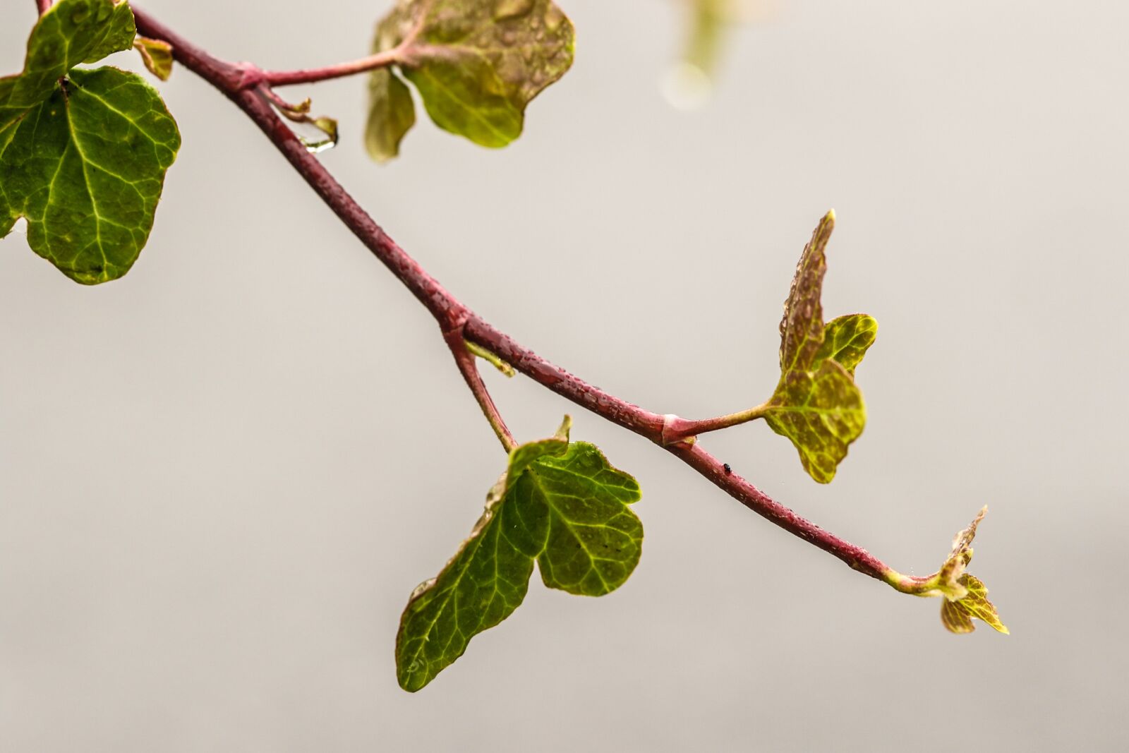 Canon EOS 7D Mark II sample photo. Branch, leaf, autumn leaves photography