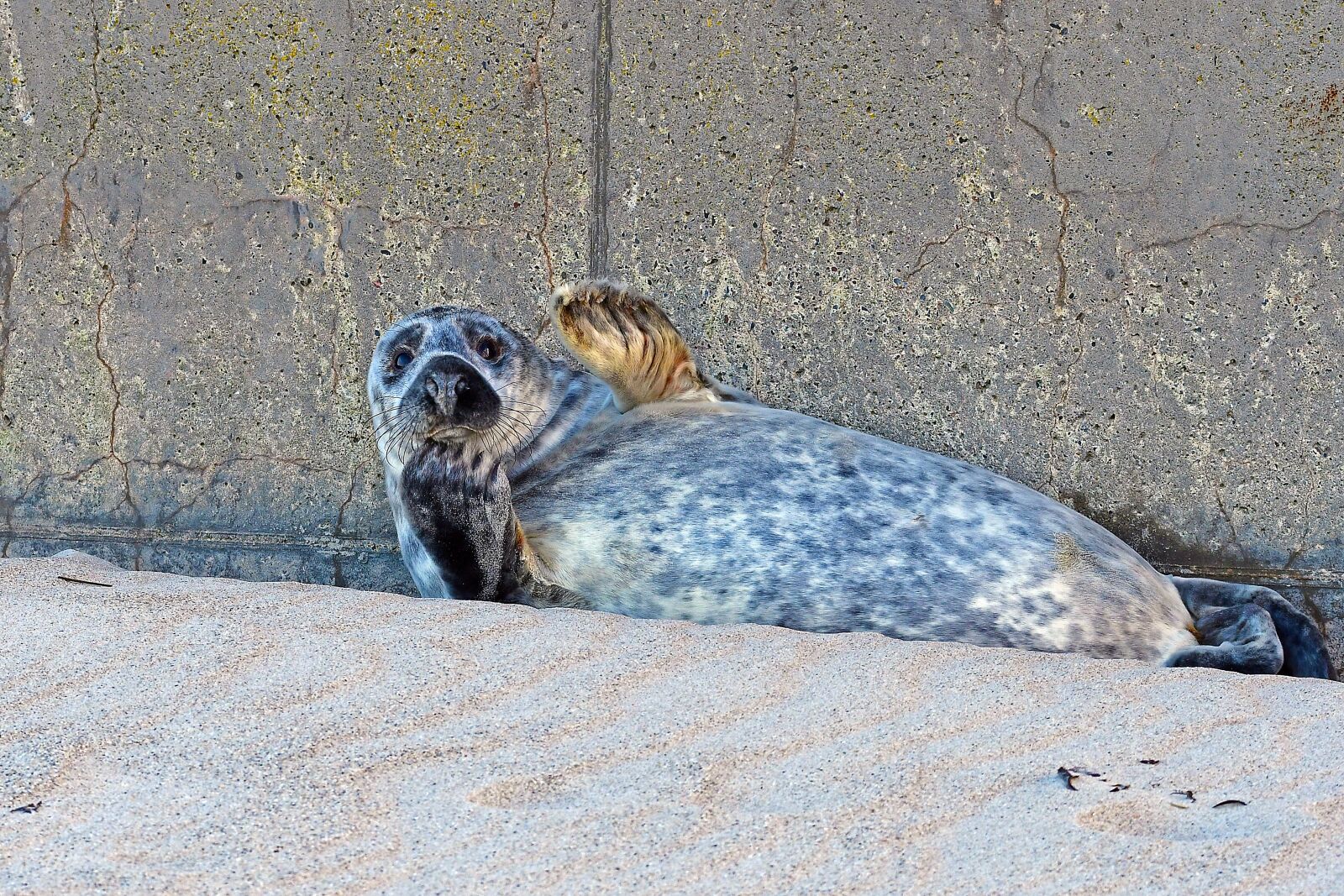 Nikon D500 sample photo. Grey seal, heligoland dune photography