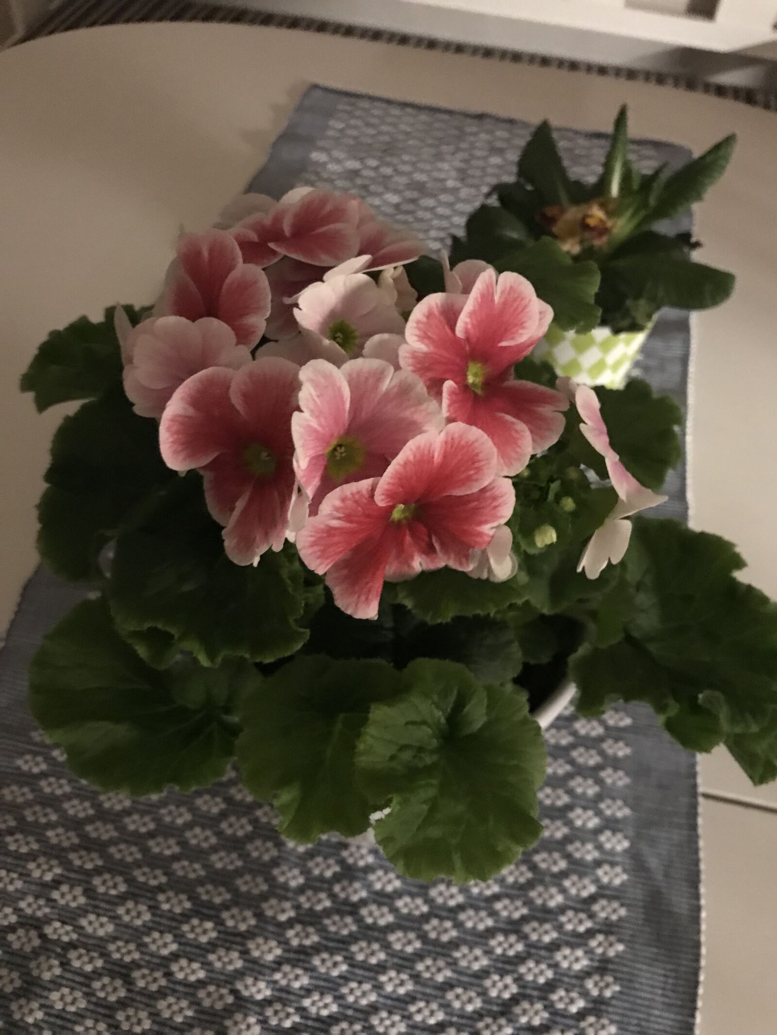 Apple iPhone 7 sample photo