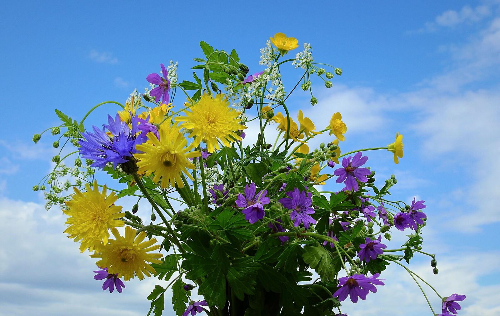 Nikon Coolpix P900 sample photo. Bouquet, flowers, the beasts photography